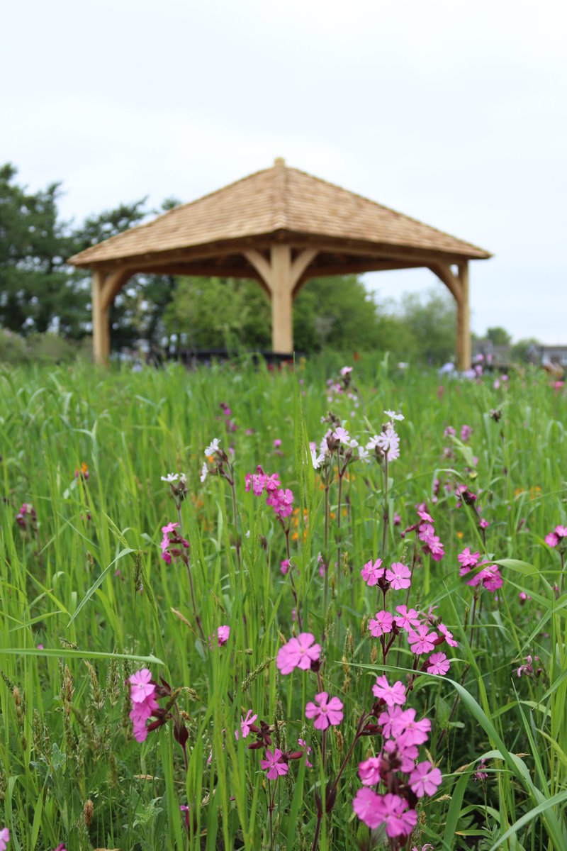 TGP Landscape (@tgp_landscape) on Twitter photo Last few checks on the Cramlington Dementia Garden before the official opening on Monday. Despite the dry weather the planting and wildflowers were looking in really good condition. <a href="/BrambledownLand/">Brambledown </a> Last few checks on the Cramlington Dementia Garden before the official opening on Monday. Despite the dry weather the planting and wildflowers were looking in really good condition. <a href="/BrambledownLand/">Brambledown </a>
