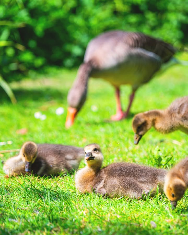 Warning ⚠️ Incredibly cute gosling photos 😍 Have you spotted our family of geese in the gardens recently? Share your pics with us! 👇
