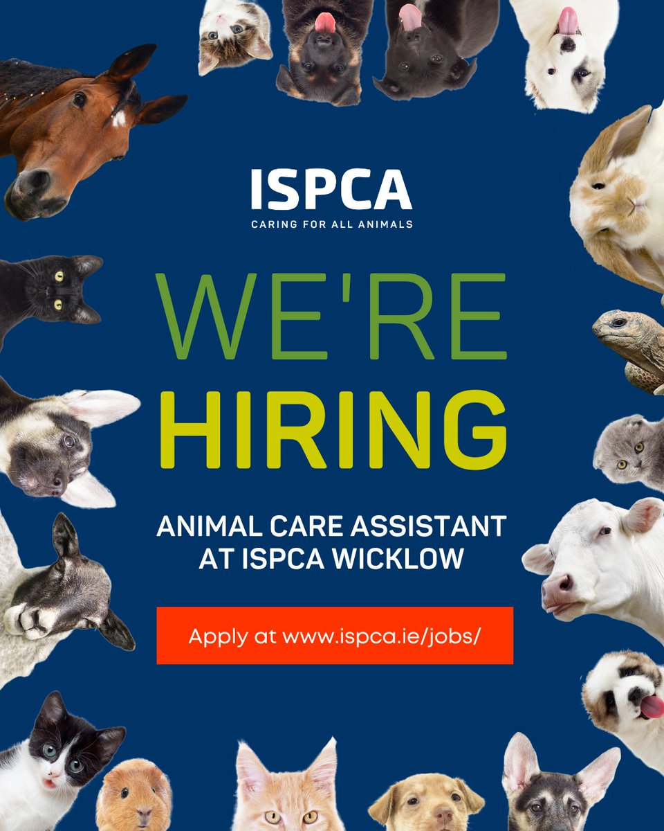 Love animals? Come and work with us! 🐶😻🐴

We are looking for an enthusiastic Animal Care Assistant to join our team in ISPCA Wicklow.  

If you have what it takes to care for, and rehabilitate some of Ireland’s most cruelly treated animals, apply now: ispca.ie/jobs/
