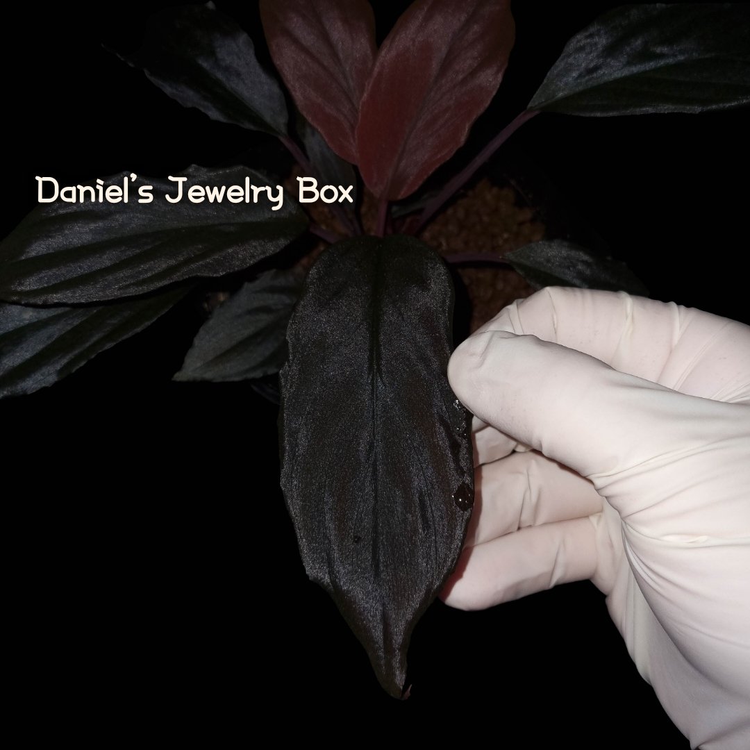 Homalomena sp.Neon Purple
[DJB20XX-01A]
#homalomena #ホマロメナ #vivarium #terrarium #tropicalplants #paludarium #ブセファランドラ #観葉植物 #熱帯植物 #雨林植物 #パルダリウム #テラリウム #熱帯雨林植物 #furtadoa #bucephalandra #DJB便 #rainforestplants #variegatedplants