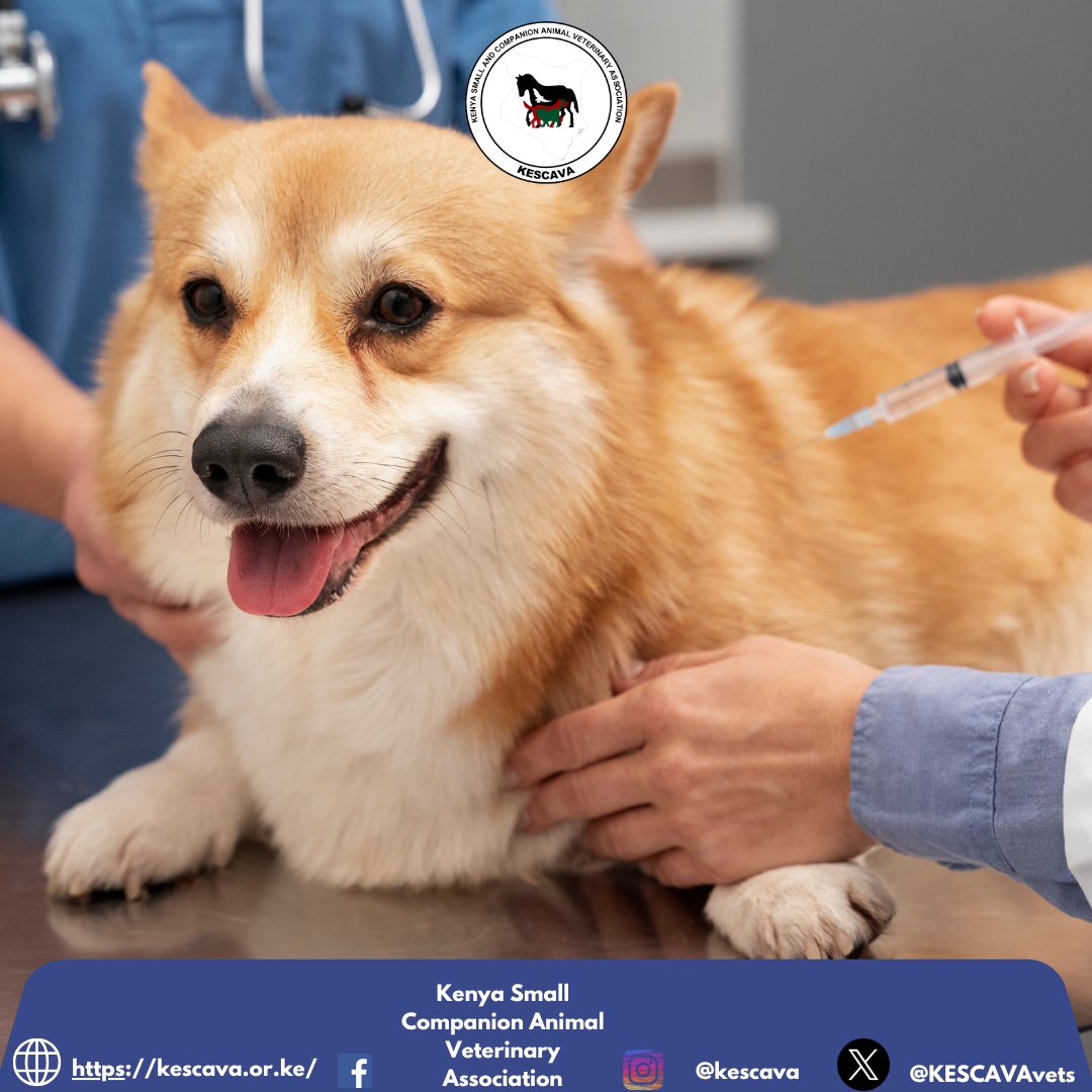 Skipping vaccines? That’s like heading into a storm with no umbrella. 🌧️🐾

Your pet may not speak, but every joyful bounce and tail wag is their way of saying thanks.

💉 Keep them safe. Vaccinate on time. 🐶🛡️

#PetHealth #VaccinateToProtect