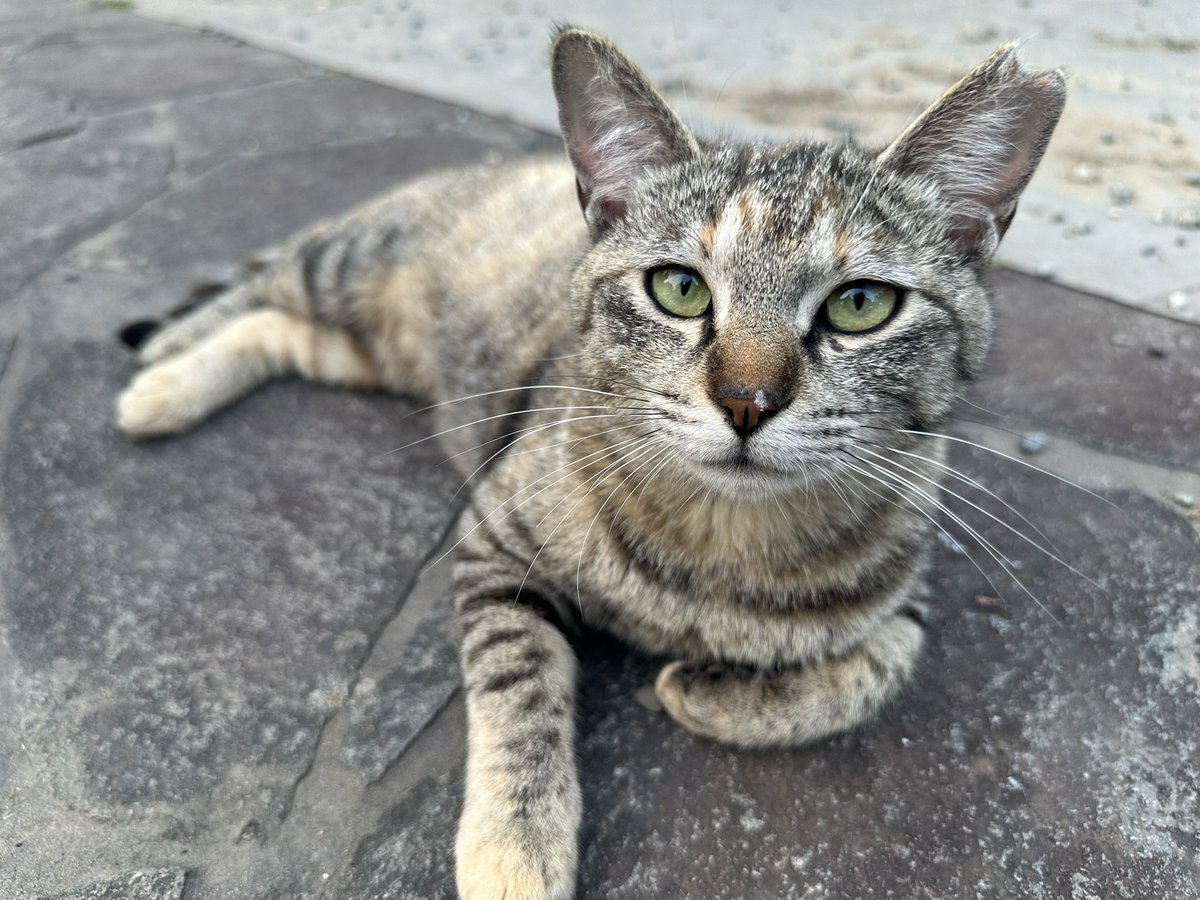 YK_YK_ANIMALs's tweet image. 猫ちゃんのTNR活動をさせて頂きました。
※TNR活動とは、野良猫を捕獲し去勢避妊手術をしてから、元にいたお外に還すという野良猫を増やさないための活動です。
今回頑張ってくれた子は、シロップちゃんです♡
TNR活動の証の耳カットもしてもらい、さくら耳になりました♡
#猫 #TNR #避妊手術