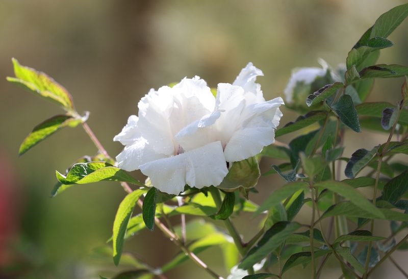 ExploreGansu's tweet photo. 🌸✨📸🌸The peonies at the Furongyuan Park in #Jinta county, #Jiuquan, #Gansu province, are blooming in splendor, attracting countless locals and tourists to snap photos and capture the beauty. #GansuTravel #FloralGansu #GansuBeauty https://t.co/da6CWSWTSK