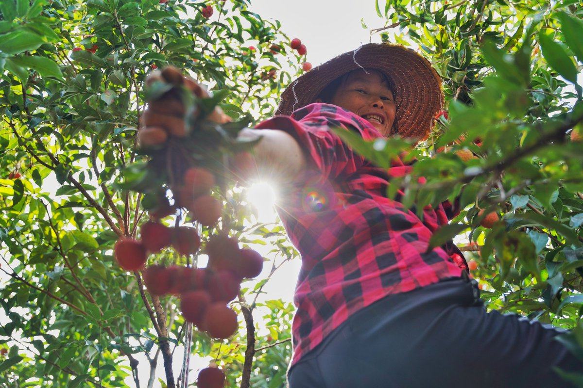 iGuangdong's tweet image. #Summer in #Guangdong kicks off with the arrival of #lychees, with nearly 1/5 of the world&apos;s lychees originating from the province.☀️🍃

Guangdong expects a bumper lychee crop this year, with its eastern and western regions set to produce close to 1 million tons. In #Guangzhou&apos;s…