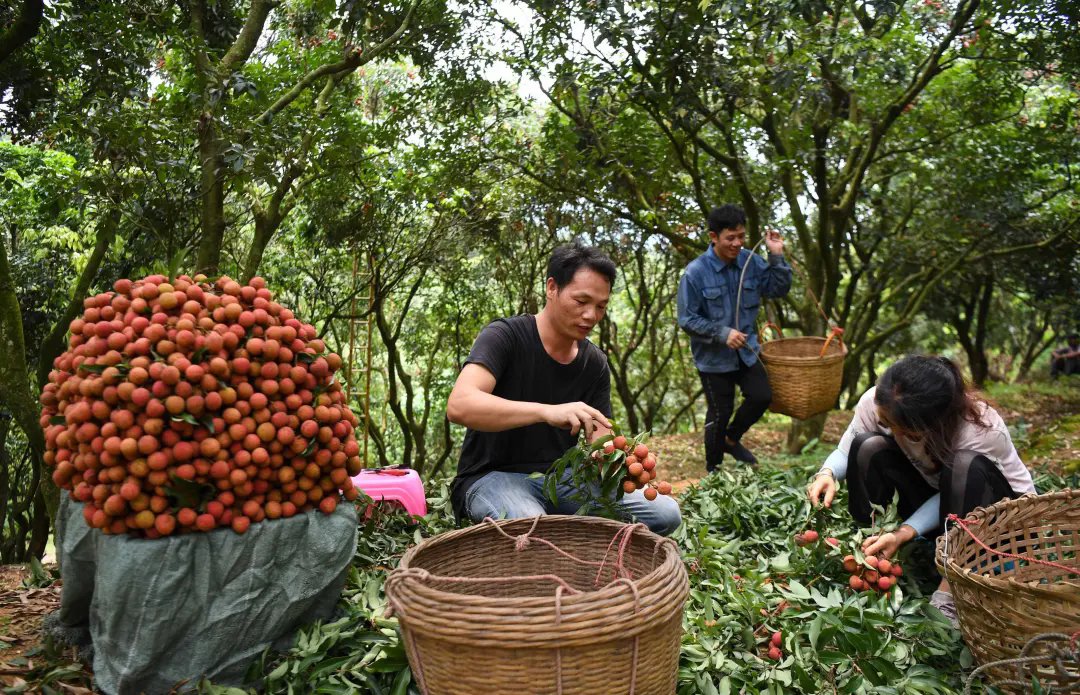 iGuangdong's tweet image. #Summer in #Guangdong kicks off with the arrival of #lychees, with nearly 1/5 of the world&apos;s lychees originating from the province.☀️🍃

Guangdong expects a bumper lychee crop this year, with its eastern and western regions set to produce close to 1 million tons. In #Guangzhou&apos;s…