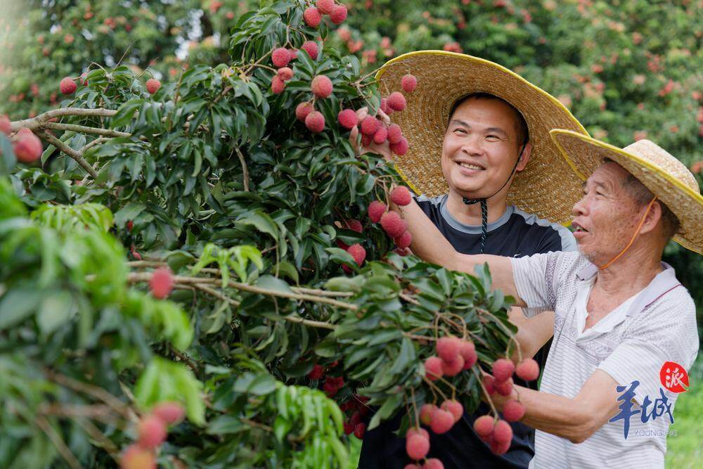iGuangdong's tweet image. #Summer in #Guangdong kicks off with the arrival of #lychees, with nearly 1/5 of the world&apos;s lychees originating from the province.☀️🍃

Guangdong expects a bumper lychee crop this year, with its eastern and western regions set to produce close to 1 million tons. In #Guangzhou&apos;s…