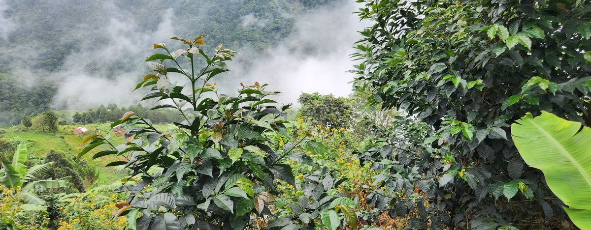 Our SL14 doing well with a mix of a few trees of yellow caturra