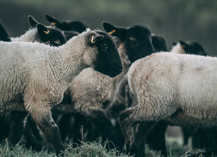 Lama dah aku pause jualan daging.

"Bro, bila nak jual balik steak?"
"Ada lagi tak lamb macam dulu?"

Dah lebih 2 tahun aku pause. Tapi DM, WhatsApp, mesej masih masuk. Jujur, aku memang ada niat nak sambung semula. Cuma kali ni, kita takkan ambil jalan mudah. No more import.