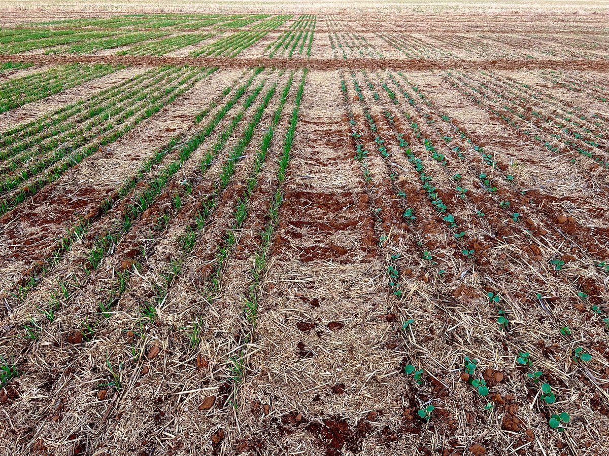 Rohan Brill tweet media