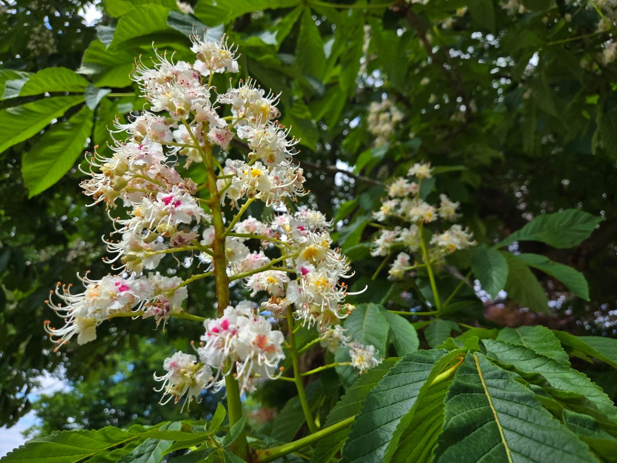 A  yellow dot on a chestnut flower indicates to bees that nectar is  available. Red means the nectar is gone. Bees can't perceive red but as  the colour on the flower changes from yellow to red they will notice:  nectar running out. Who knew? I sure didn't.