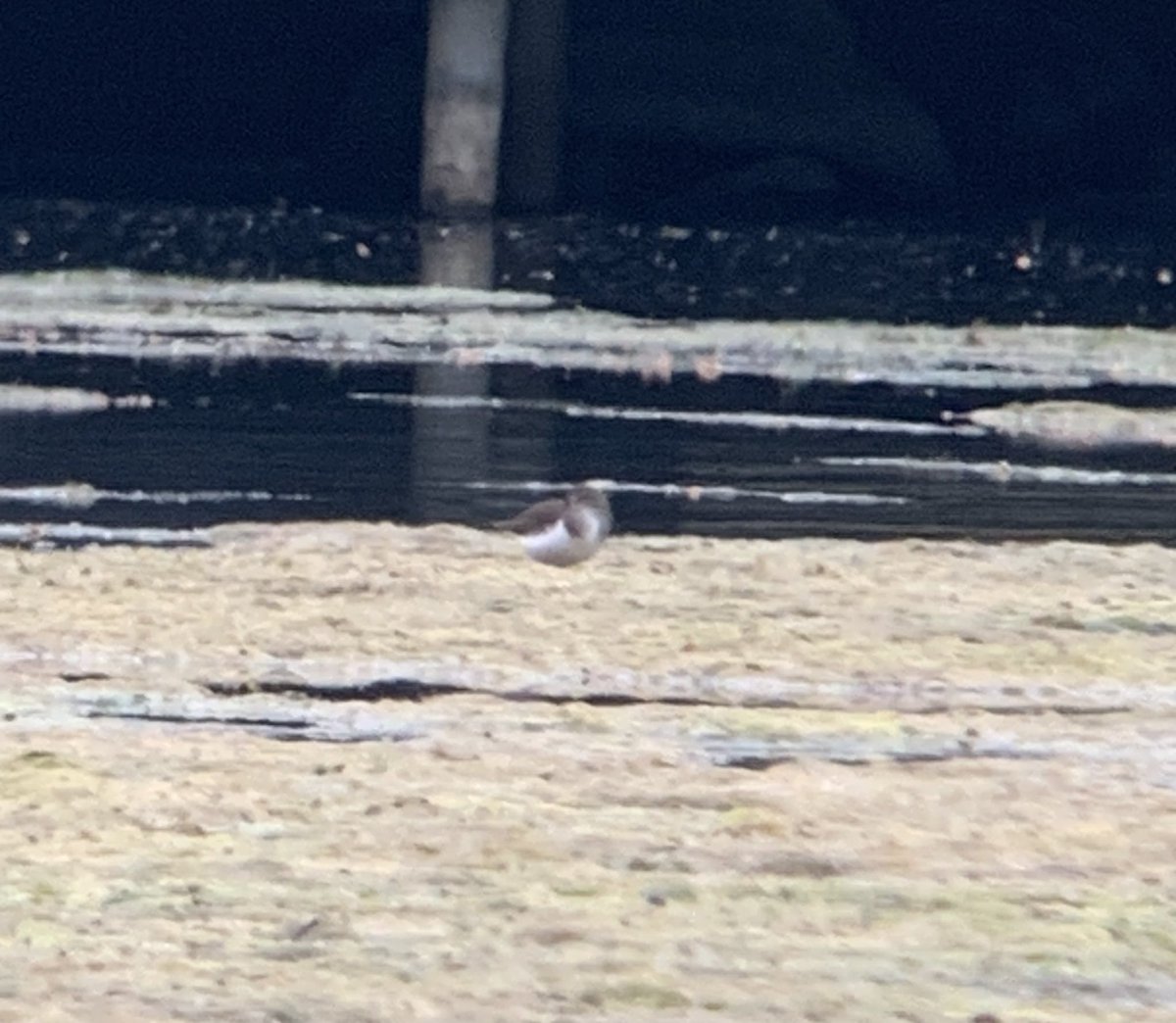 Good numbers of Reed Warblers at Castle Howard this morning, also 2 Cetti’s and a Common Sand feeding &amp; resting on an algae mat. Elsewhere a singing male Redstart at Galtres car park, Strensall Common <a href="/YorkBirding/">York Birding</a>