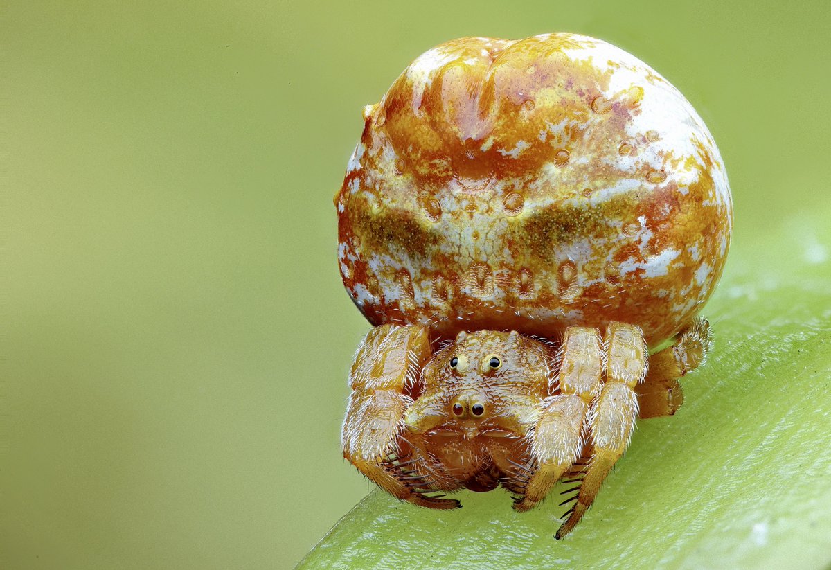 Arkys tuberculatus
Narara NSW Australia