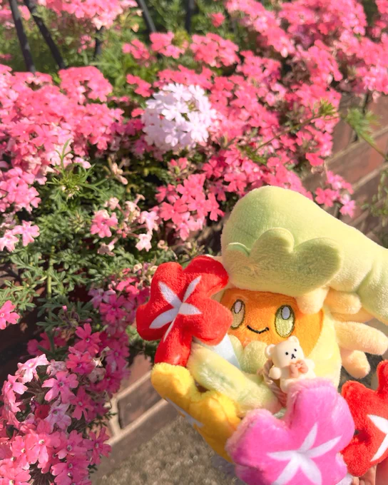 キュワちゃんとお散歩して来た🌺厳選する時いろんな子がいたけど、うちに来てくれた子が一番可愛く思える✨
#ポケモンfit 