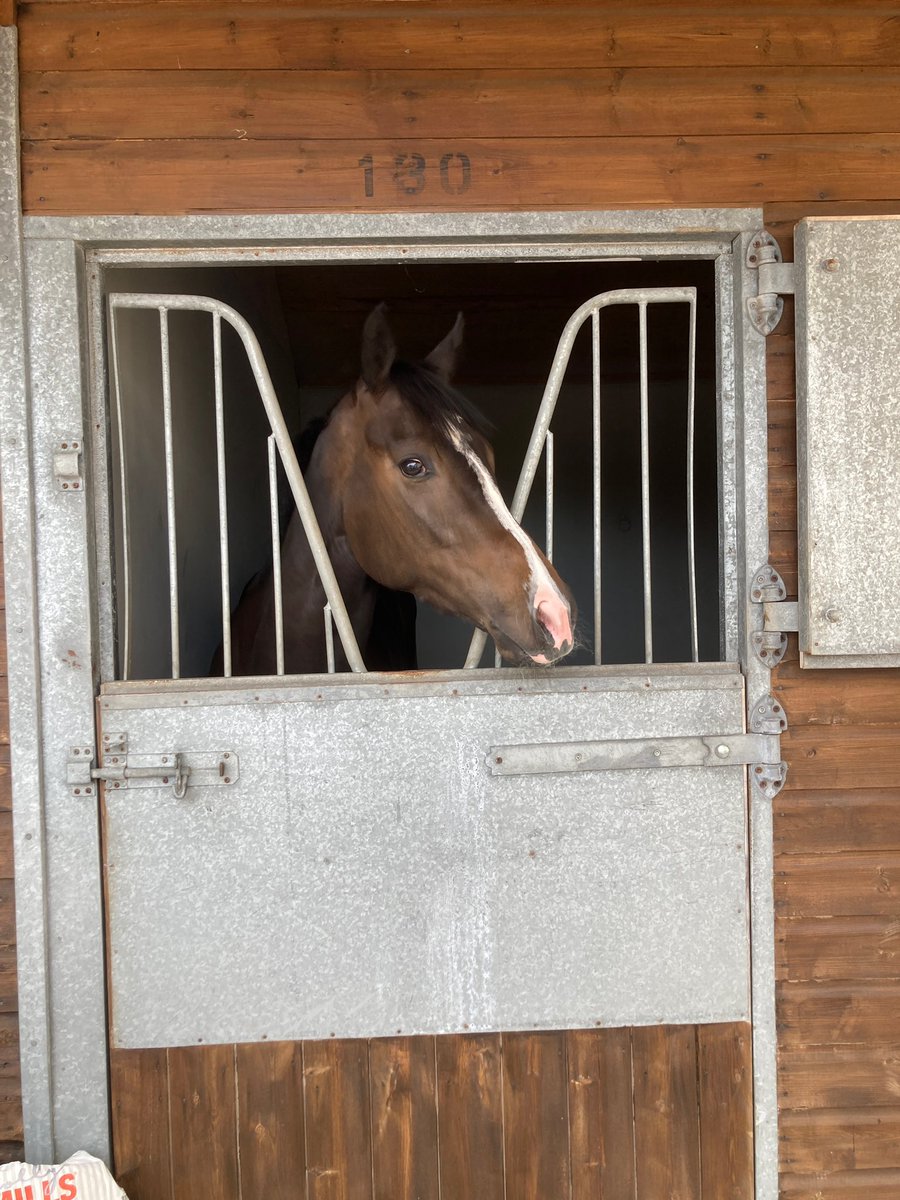 S.Pearce Racing (@spearce_racing) on Twitter photo Today we have Forager running at <a href="/GTYarmouthRaces/">Great Yarmouth Races</a> in the 4.05pm #comehomesafe #racehorse #horseracing #wednesdays #sunshine Today we have Forager running at <a href="/GTYarmouthRaces/">Great Yarmouth Races</a> in the 4.05pm #comehomesafe #racehorse #horseracing #wednesdays #sunshine