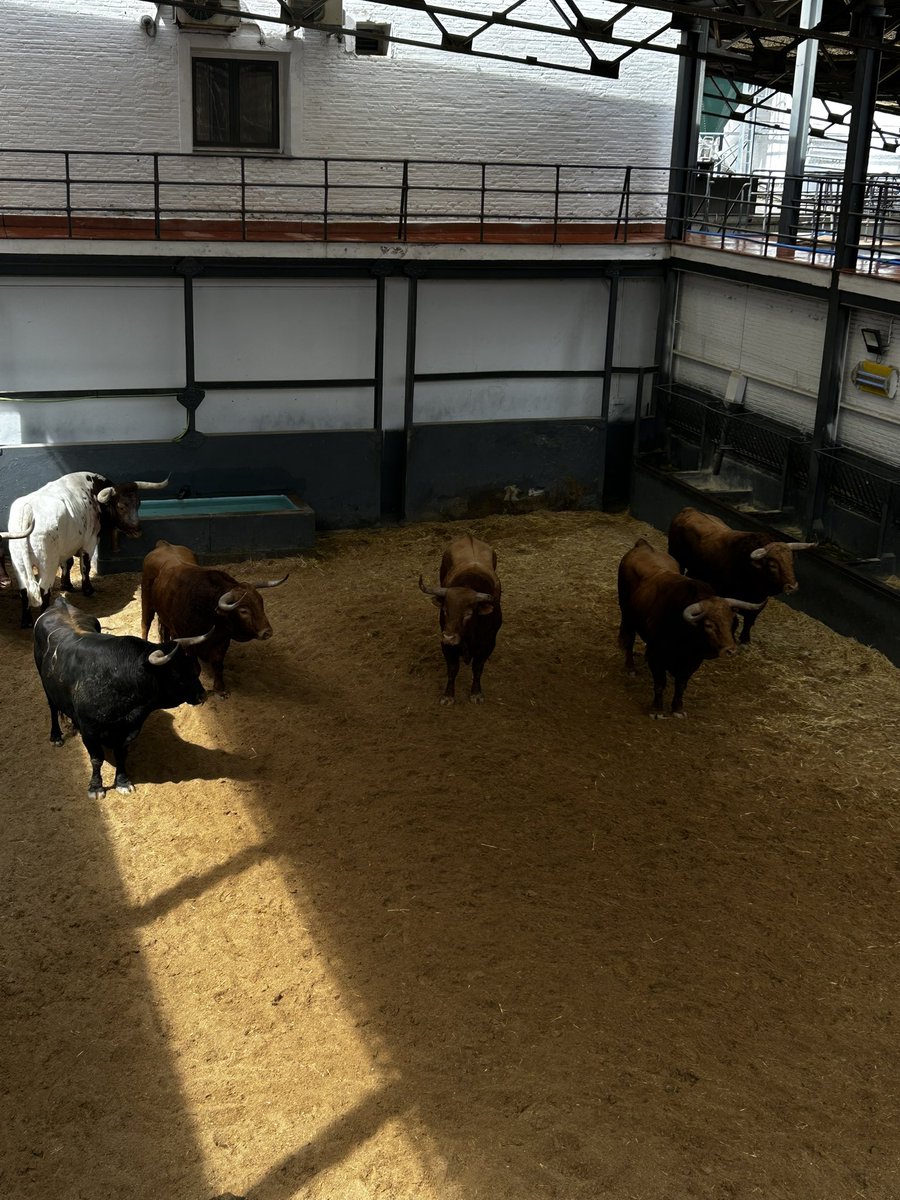 Pedraza de Yeltes para Las Ventas.