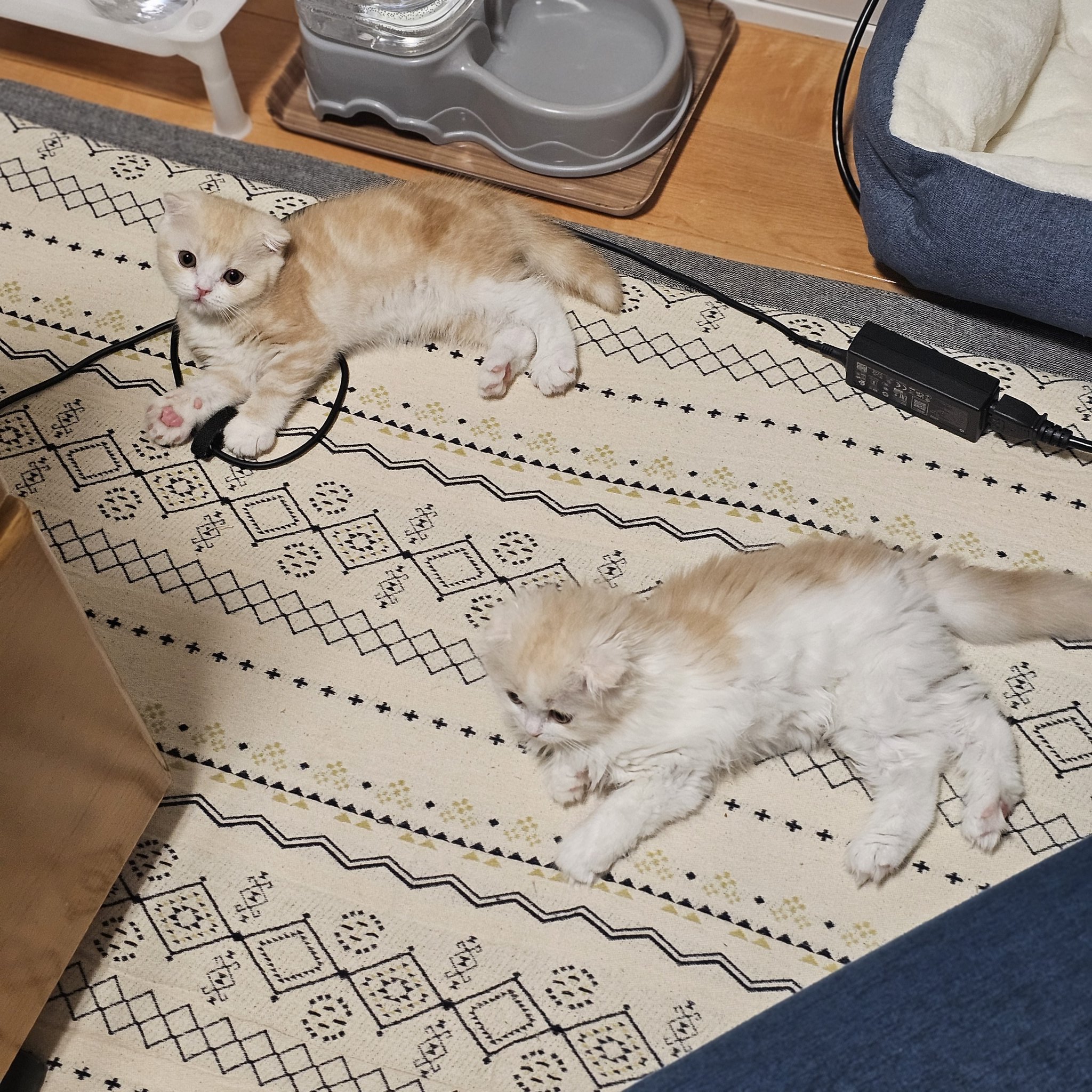 全信頼を寄せる にいめ on  X: キャットフード