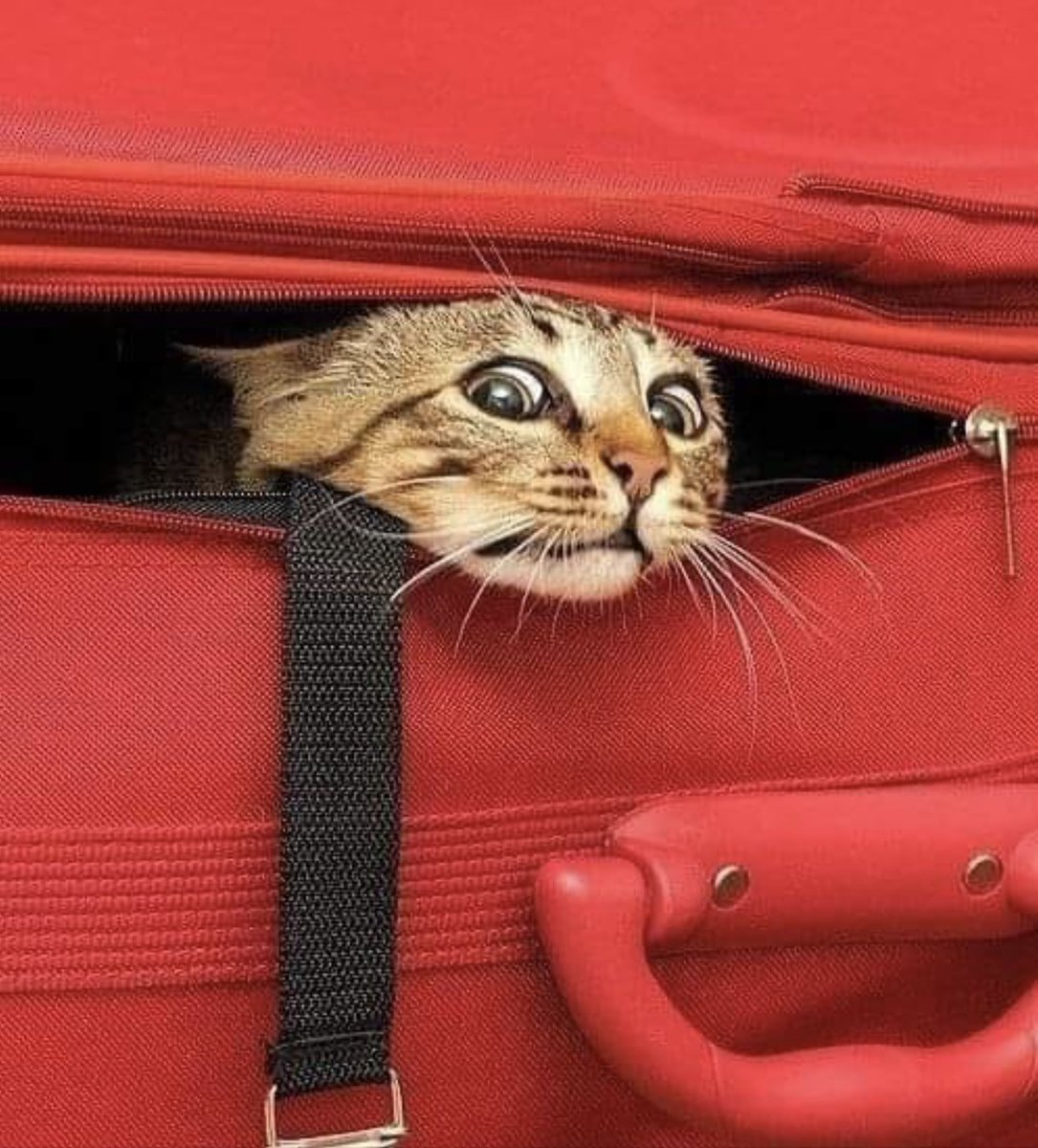 Brigitta Vetter tweet media