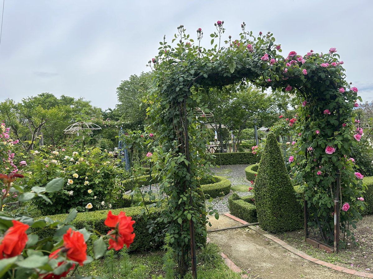 sanpo_2021's tweet photo. バラ園情報ニャ🐈🐾

『ハニーローズガーデン矢野』🌹

場所：三豊市豊中町下高野２２２７
撮影日：2025.05.11

今年もバラの季節ニャ🐱🌹✨
矢野ご夫妻が管理されているバラ園の薔薇が綺麗に咲き出しているんだニャ❣️
見頃は、今週末～来週くらいニャ✨️
ぜひ、足を運んで欲しいんだニャ✨️ https://t.co/XQcKrc7YxF