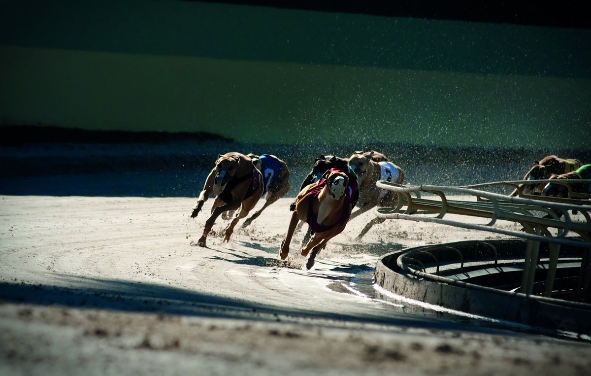 Vet Record (@vet_record) on Twitter photo Next year is set to mark 100 years of British greyhound racing. With several major canine charities calling for greyhound racing to be phased out across Great Britain, is the smart money on it going to the dogs? 
Read more in our latest feature: ow.ly/R9w450VSmPy Next year is set to mark 100 years of British greyhound racing. With several major canine charities calling for greyhound racing to be phased out across Great Britain, is the smart money on it going to the dogs? 
Read more in our latest feature: ow.ly/R9w450VSmPy