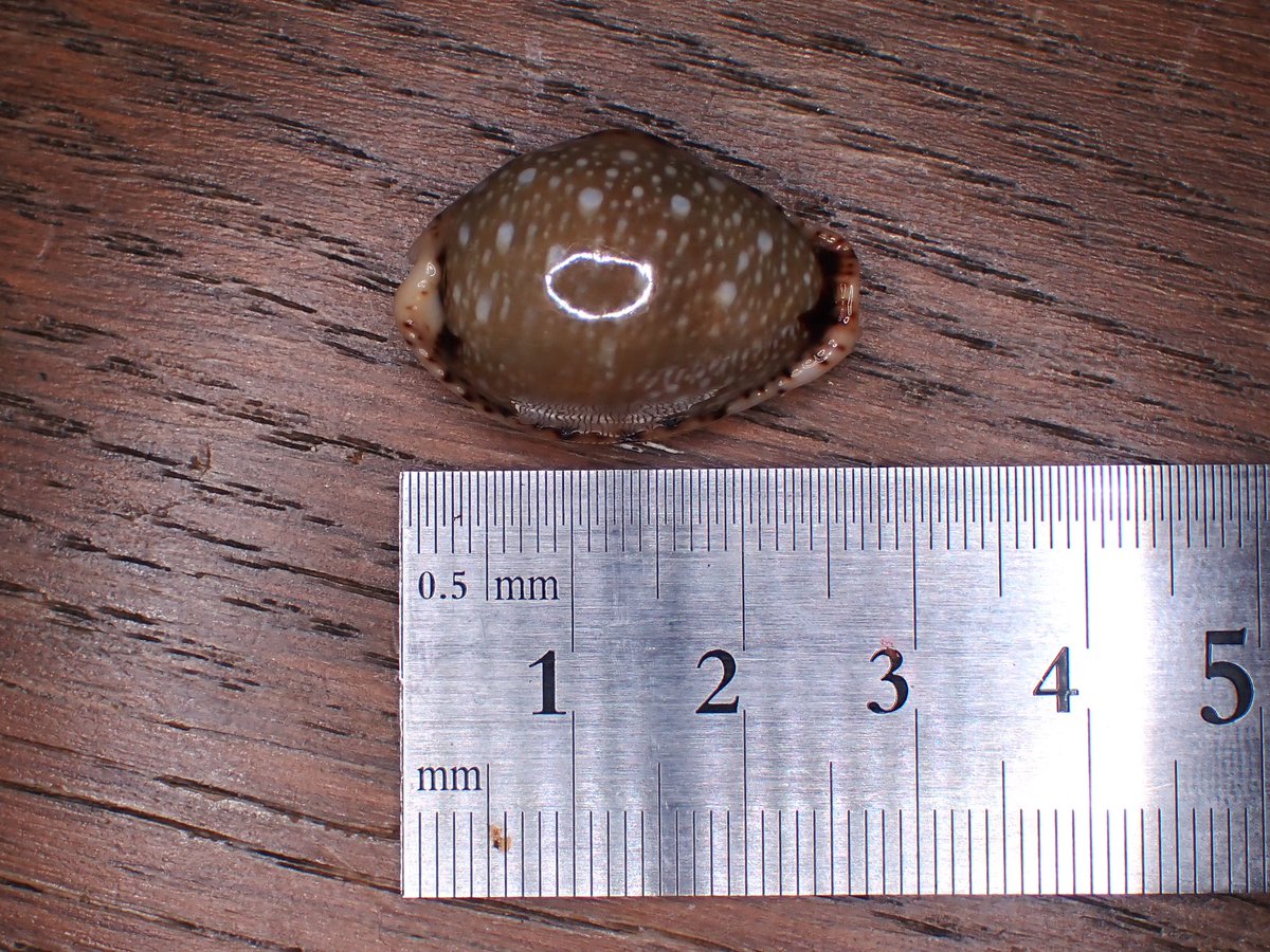 超特大タカラ貝11x7x6cm 特大ヤツシロ貝15x10x7cm 超特大タカラ貝