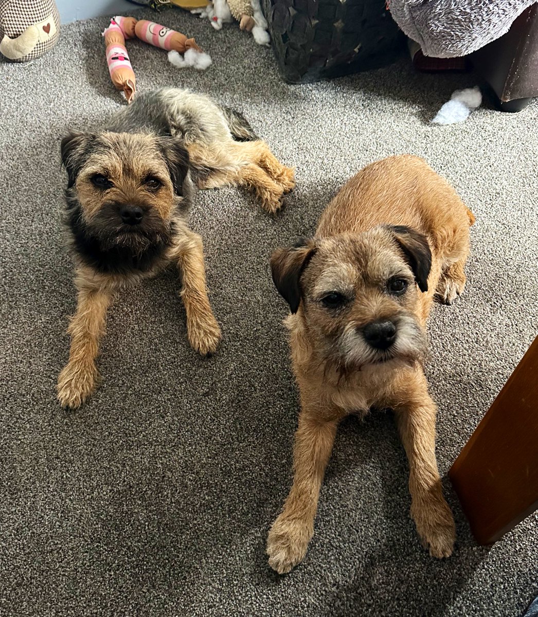 Riley_roo888's tweet image. Mum, you seem to be eating a crisp sarni without offering us any…are you forgetting that sharing is caring and what’s yours is ours 😇😇 #BTPosse #HungryEyes