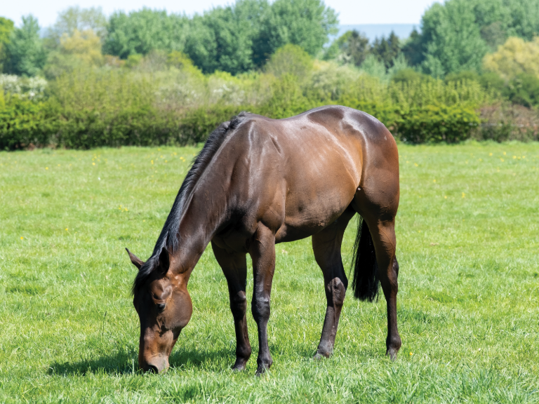 eliteracingclub's tweet photo. HARMONISER has been enjoying a quiet life at EquiPrep 🐎
#harmoniser #equiprep #eliteracingclub https://t.co/FJEDdKGAU9