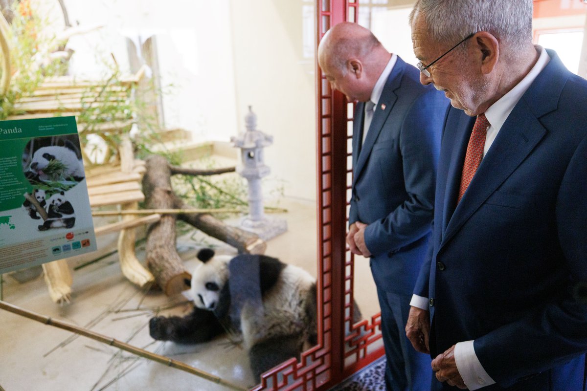 Alexander Van der Bellen (@vanderbellen) on Twitter photo Willkommen, Lan Yun und He Feng!
Die Ankunft der Pandas in Österreich ist keine Selbstverständlichkeit. Wir verdanken sie der erfolgreichen Forschungskooperation des <a href="/zoovienna/">TiergartenSchönbrunn</a> mit seinem chinesischen Naturschutzpartner. (1/2) Willkommen, Lan Yun und He Feng!
Die Ankunft der Pandas in Österreich ist keine Selbstverständlichkeit. Wir verdanken sie der erfolgreichen Forschungskooperation des <a href="/zoovienna/">TiergartenSchönbrunn</a> mit seinem chinesischen Naturschutzpartner. (1/2)
