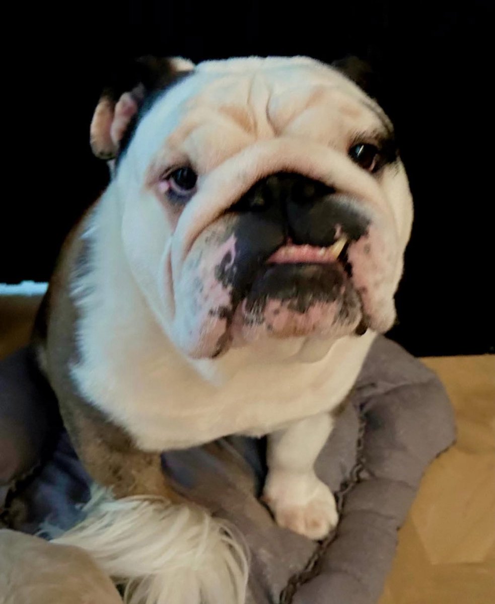 It’s #Wednesday and we have the painter in for the bathroom so Elvis is hiding in our bedroom lol 😍🥰❤️🤩￼#ZSHQ  #love #Bulldog  #NYYankees  #TJ5 #like #follow #new #pets #cats #dogs #fun #dogsoftwitter #CatsOfTwitter #sun #May