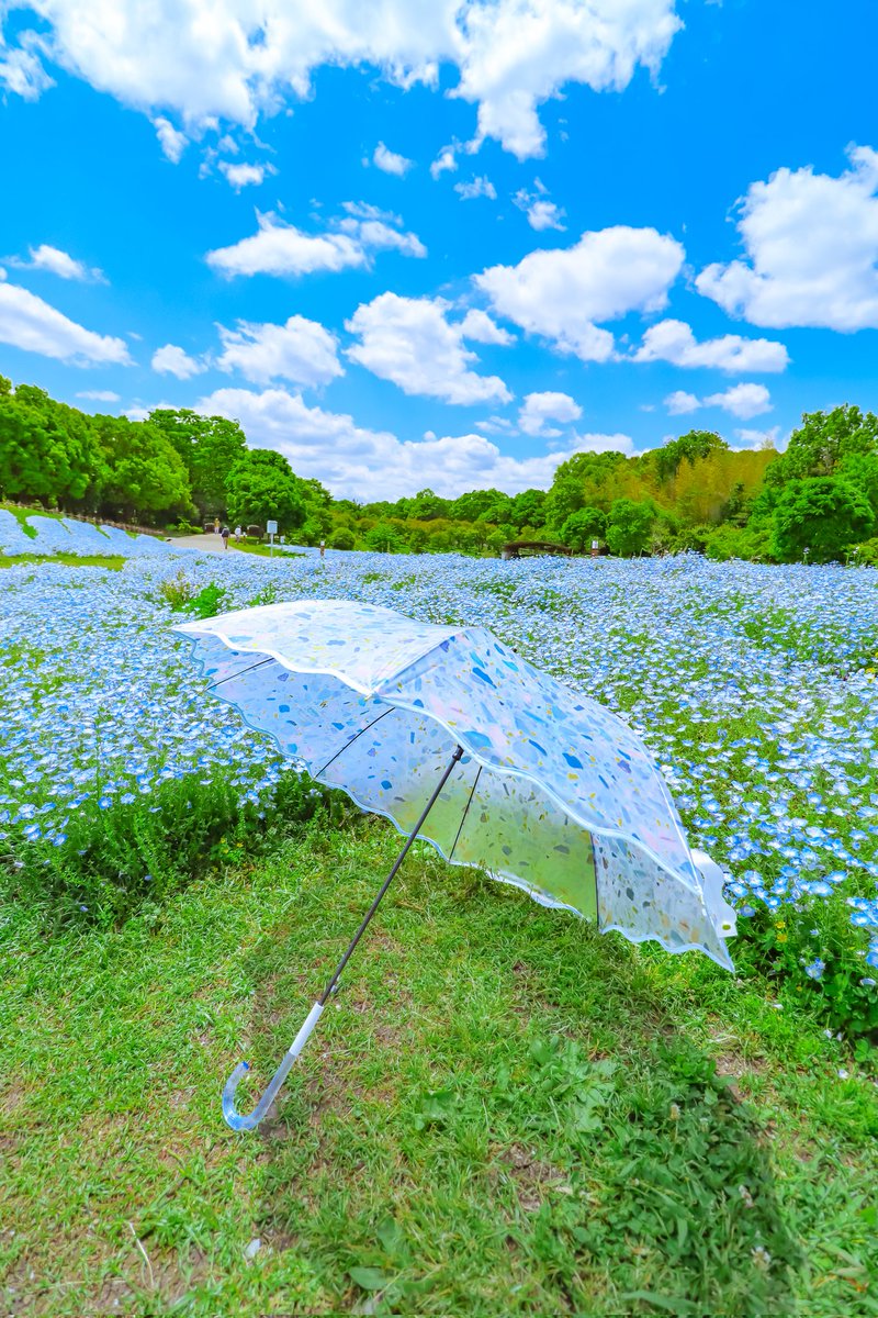 Sorani___Ao's tweet image. 瑠璃色の花が風に揺れ
透き通る傘が静かに春を紡ぐ。

#PR #提供