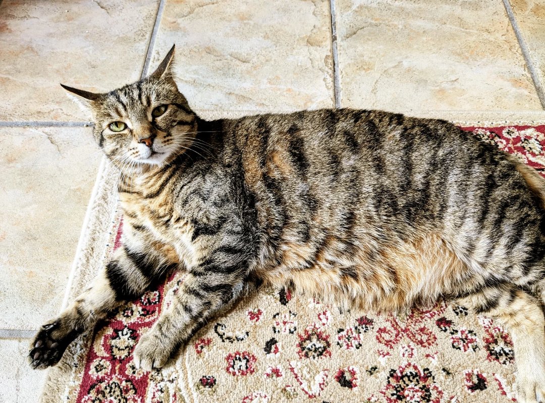 Loves a good rug 😺