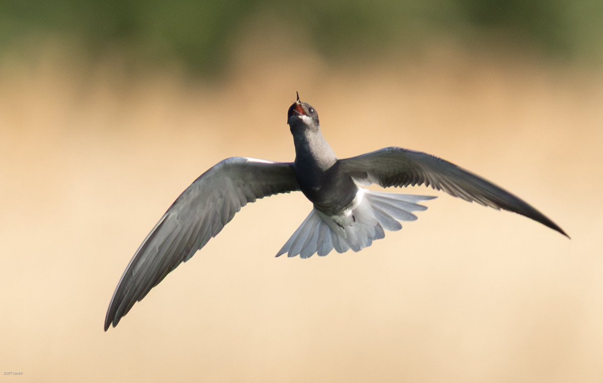 Scott Usher (@sstanpit) on Twitter photo Black Tern fly catching at Wilstone Reservoir yesterday evening , six birds were present. <a href="/Hertsbirds/">Herts Bird News</a> <a href="/_BTO/">BTO</a> <a href="/BirdGuides/">BirdGuides</a> Black Tern fly catching at Wilstone Reservoir yesterday evening , six birds were present. <a href="/Hertsbirds/">Herts Bird News</a> <a href="/_BTO/">BTO</a> <a href="/BirdGuides/">BirdGuides</a>