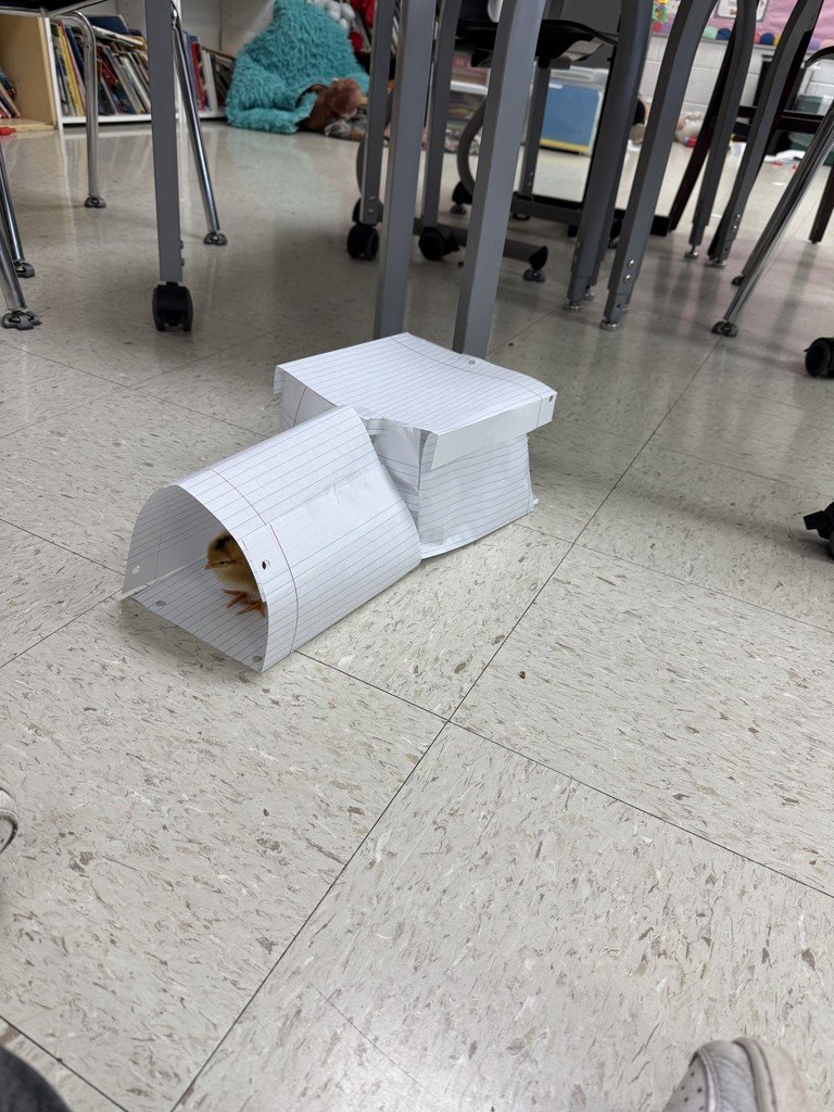 Mrs. Lindberg's class has taken excellent care of their chicks and even built an obstacle course for them to play.
🐣🏗️🎉
La clase de la Sra. Lindberg ha cuidado excelentemente a sus pollitos e incluso les construyó una pista de obstáculos para que jueguen.
#JeffersonJourney🐝