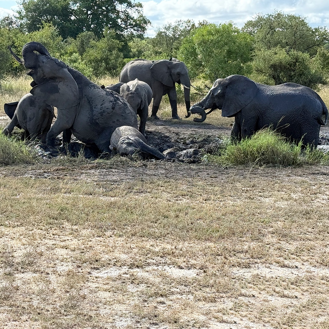 NateyesPhoto's tweet image. What could be better on a hot day than a group mud bath??

#elephants #nature #africa #timbavati #naturephotographer #wanderlust #traveltheworld