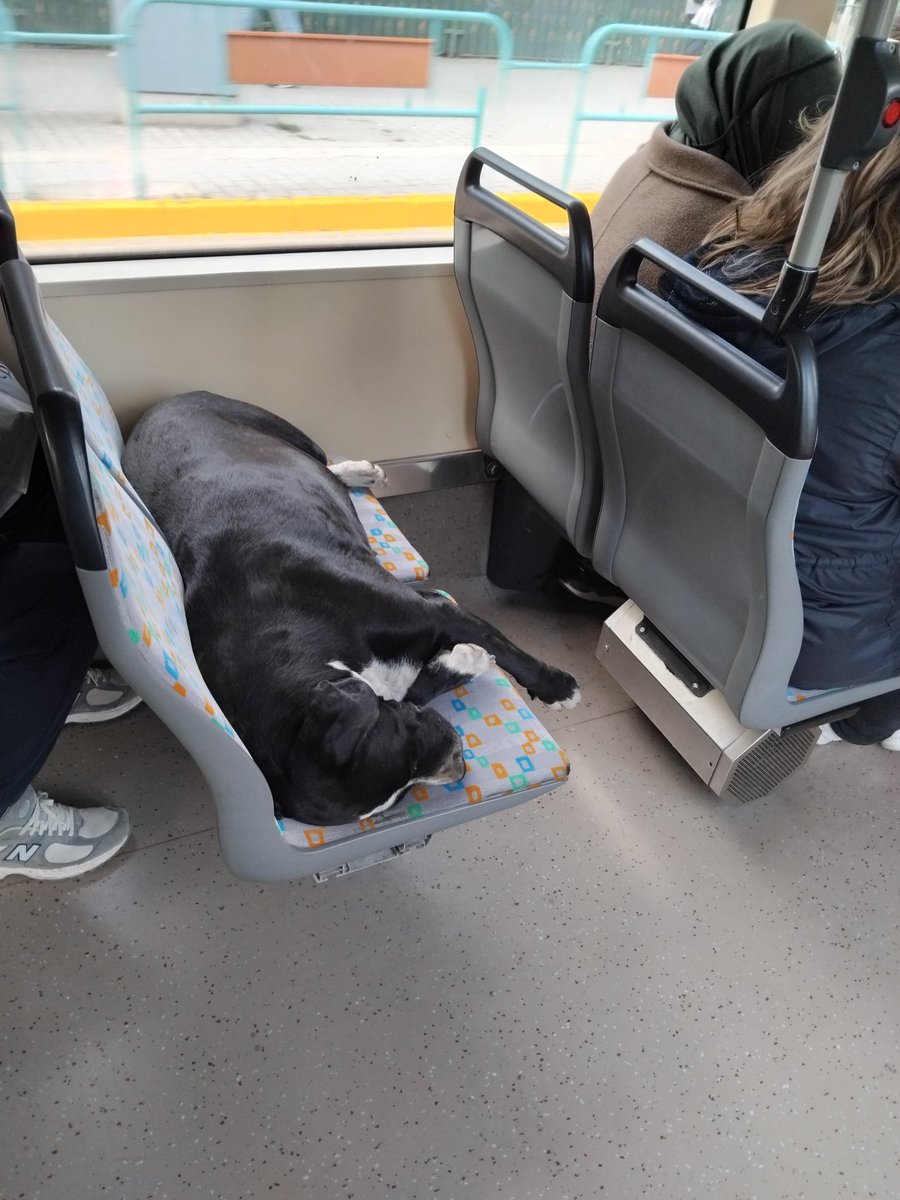 Başıboş Köpek Tehlikesi (@kopektehlikesi) on Twitter photo Yaşlıların ücretsiz seyahat etmesine, yer istemesine sitem edenler bu ilkelliğe sesini çıkarmıyor.
Yasayı uygulayın! Hukuki sorumluluğunuz var. <a href="/eskisehirbb/">Eskişehir Büyükşehir Belediyesi</a>
Eskişehir Yaşlıların ücretsiz seyahat etmesine, yer istemesine sitem edenler bu ilkelliğe sesini çıkarmıyor.
Yasayı uygulayın! Hukuki sorumluluğunuz var. <a href="/eskisehirbb/">Eskişehir Büyükşehir Belediyesi</a>
Eskişehir