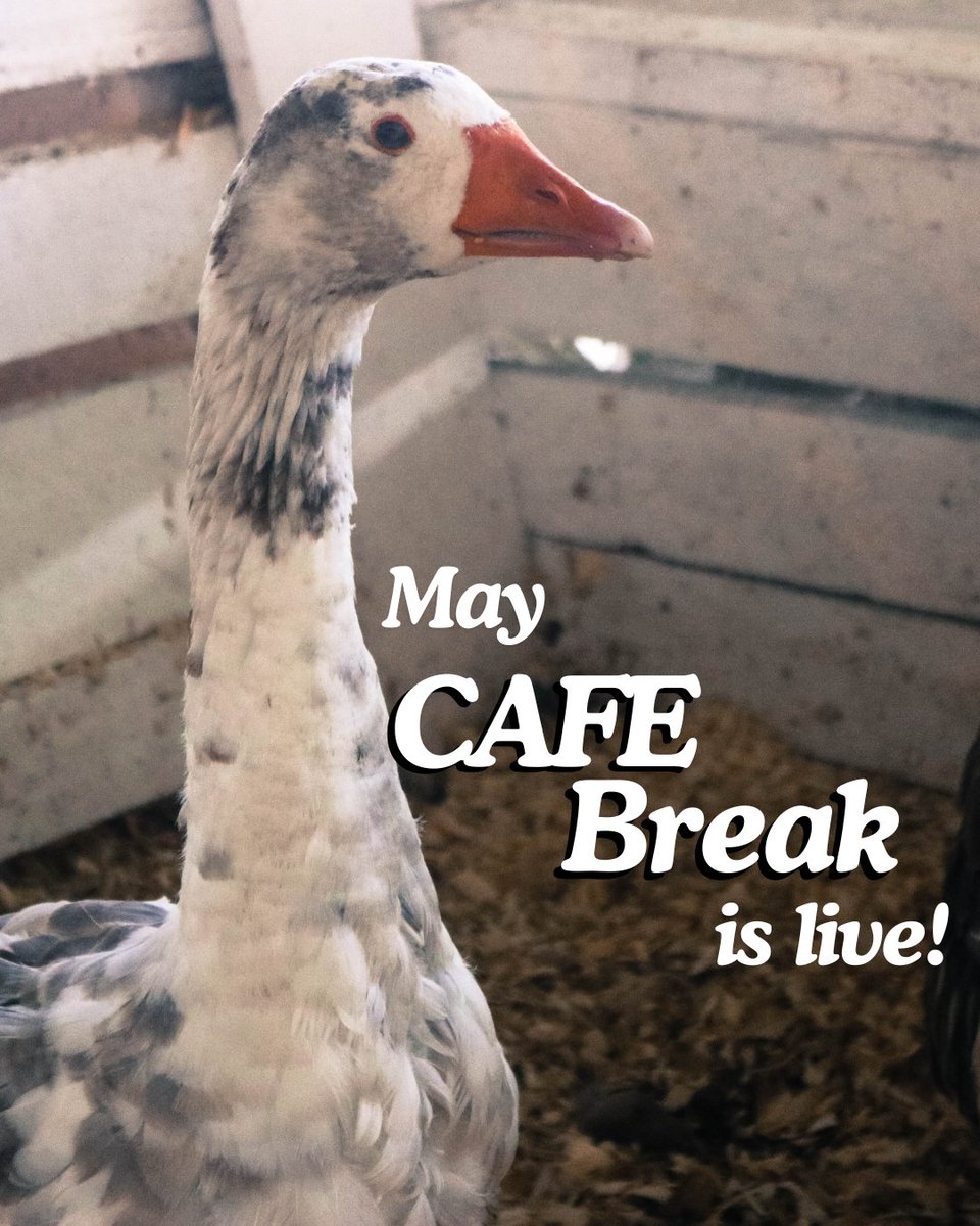The May Newsletter is here!
· Early bird registration is OPEN for the 2025 CAFE Convention
· The CNE is hiring a new CEO
Plus more updates from the fairs &amp; exhibitions world!
canadianfairs.ca/newsletters
#FairsMatter #CAFENews #CanadianExhibitions