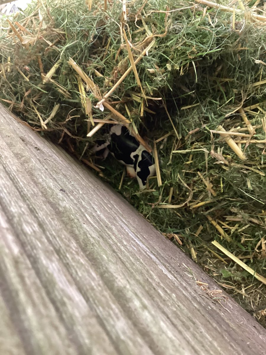 As part of Welly Wednesday we made dens to hide the fine prize cow from Hefty Hugh and Lanky Len. Some excellent team work and communication skills on display. Well done Rabbits. I love the use of camouflage!