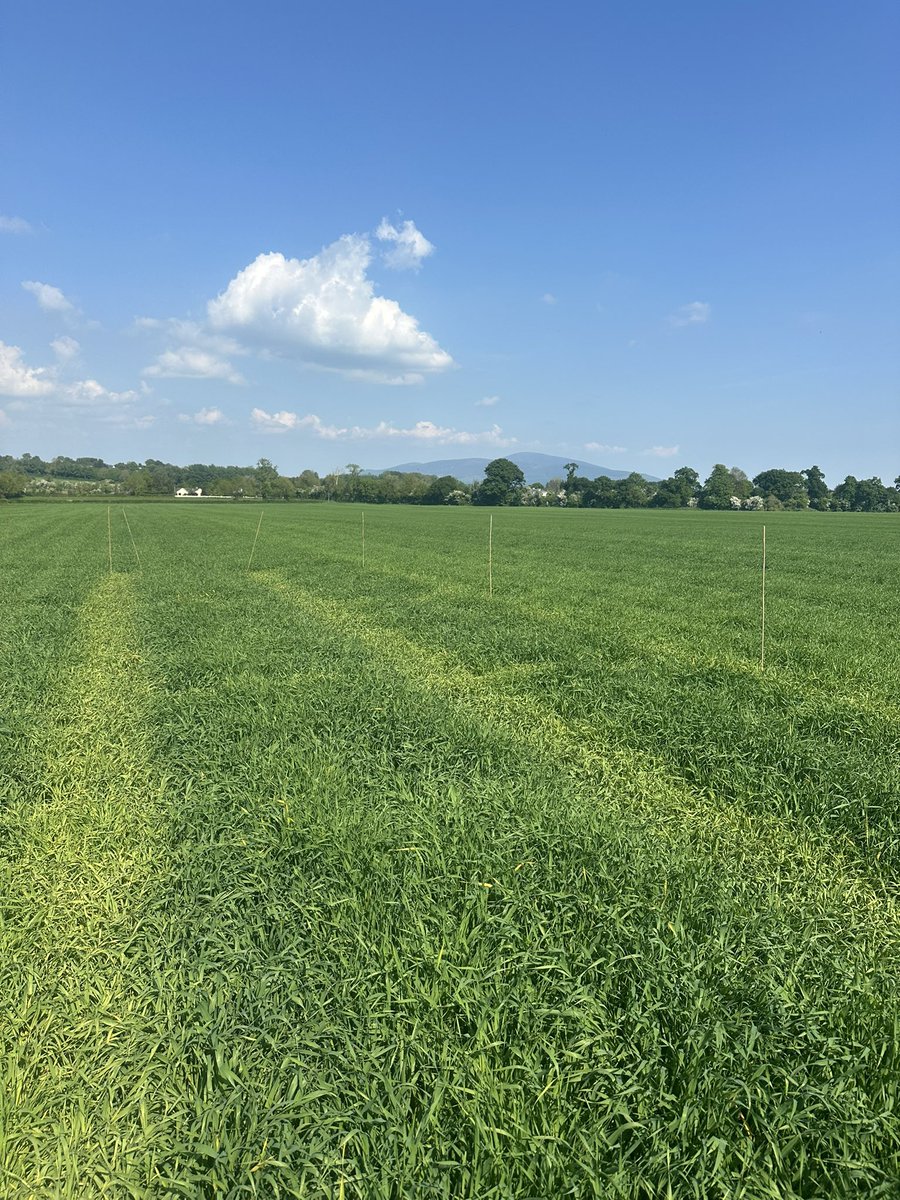 Beautiful day out checking plots!