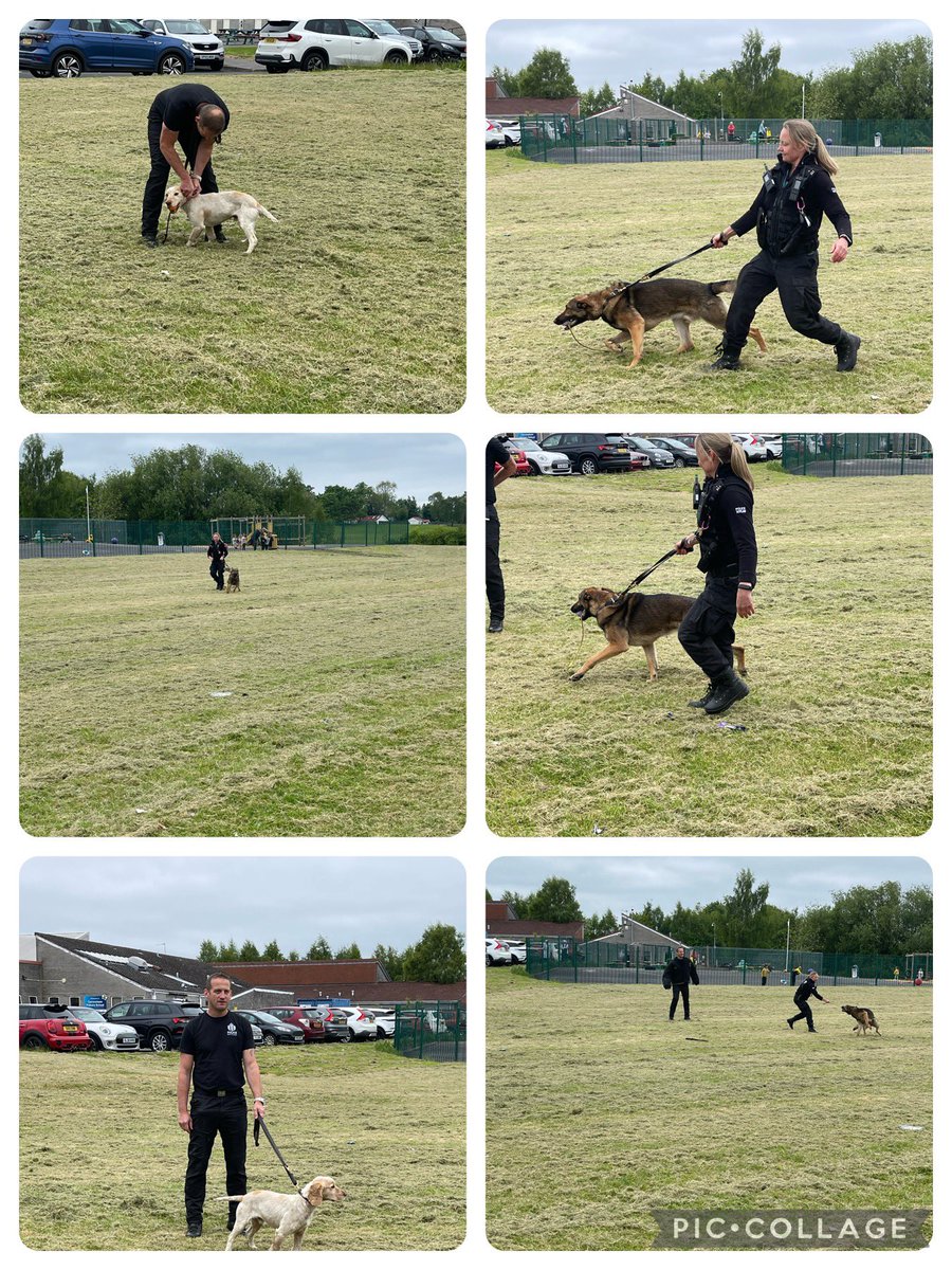 Angela Gallagher (Mrs G) (@ewocarronshore) on Twitter photo We also got to see 2 dogs in action, 1 dog protected the police and could find criminals using their scent and Mac the smaller dog could find things like drugs, money and bombs. We hid something in the bushes and Mac found it. <a href="/carronshoreps/">Carronshore Primary</a> We also got to see 2 dogs in action, 1 dog protected the police and could find criminals using their scent and Mac the smaller dog could find things like drugs, money and bombs. We hid something in the bushes and Mac found it. <a href="/carronshoreps/">Carronshore Primary</a>
