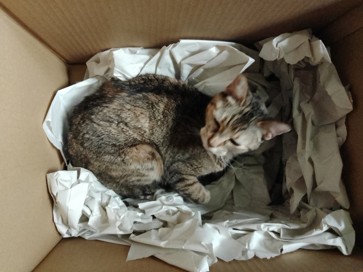 Adalisa Zarate, Fairy - Commissions Open. tweet media