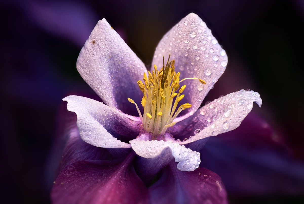 Flower „Akeleie“
(Macro with 50x Focus Stacking)
#AffinityPhoto #madeinaffinity #affinitybyserif #affinityphoto #affinityphoto2 ⁦<a href="/Affinity/">Affinity</a>⁩ ⁦<a href="/affinitytuts/">Affinity Tutorials</a>⁩