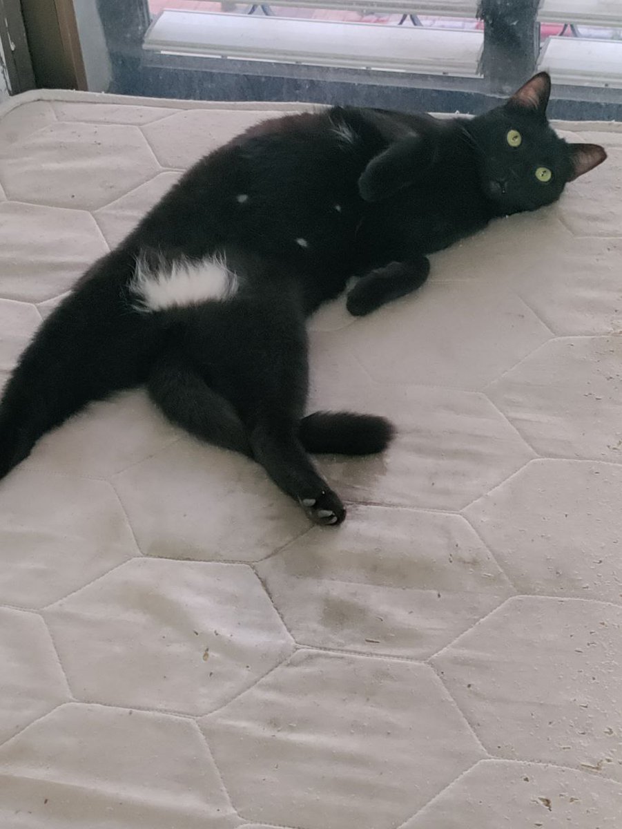 sigalitmt's tweet image. מה נראה לכם שעובר לו בראש כרגע?
סיגלית 0544808247