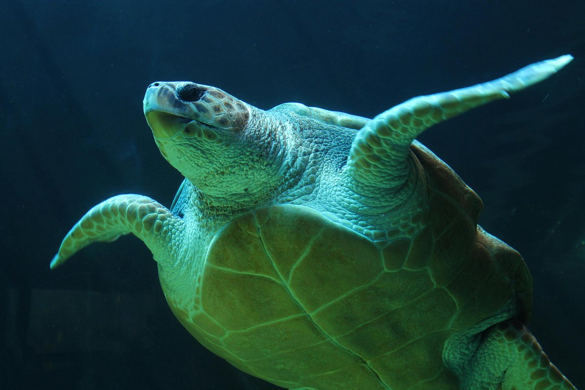 EurOBIS_VLIZ's tweet image. #NewDataset
Cyprus 2018
> 153 occurrences from #Cyprus
> #Cheloniidae
available via eurobis.org/imis?module=da…
@VLIZnews @EMODnet #Biology @OBISNetwork @seaturtle
