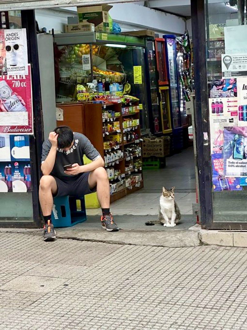 Bodega Cats (@bodegacats_) on Twitter photo 