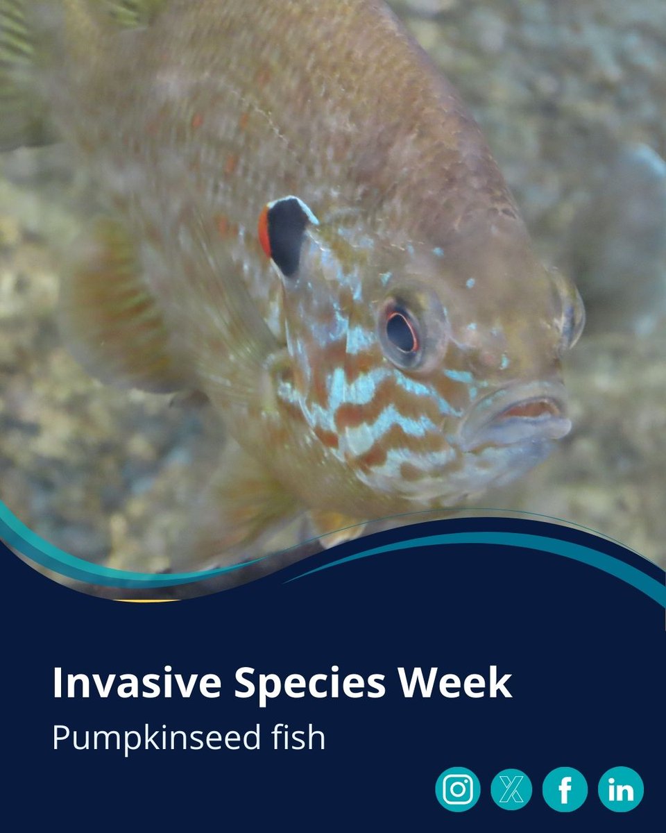 Cefas (@cefasgovuk) on Twitter photo 🌱 Be plant wise! This Invasive Species Week, it’s a great time to reflect on the crucial role we all play in protecting our ecosystems starting in our own gardens and ponds. Read the guidelines in the ‘Be Plant Wise’ campaign 👉 bit.ly/4mdbRZN
<a href="/InvasiveSp/">Invasive Species Week</a> #BePlantWise 🌱 Be plant wise! This Invasive Species Week, it’s a great time to reflect on the crucial role we all play in protecting our ecosystems starting in our own gardens and ponds. Read the guidelines in the ‘Be Plant Wise’ campaign 👉 bit.ly/4mdbRZN
<a href="/InvasiveSp/">Invasive Species Week</a> #BePlantWise