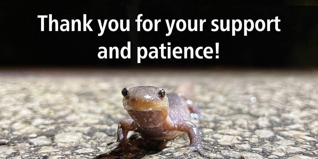 York Region (@yorkregiongovt) on Twitter photo During March-May 2025, #YorkRegion closed Stouffville Rd to ensure the safe crossing of Jefferson Salamanders, an endangered species. Thank you for your support and patience. Our partnership with the community <a href="/myRichmondHill/">myrichmondhill</a> and <a href="/TRCA_HQ/">Toronto and Region Conservation Authority</a> is crucial. ow.ly/tvev50VS2Qh During March-May 2025, #YorkRegion closed Stouffville Rd to ensure the safe crossing of Jefferson Salamanders, an endangered species. Thank you for your support and patience. Our partnership with the community <a href="/myRichmondHill/">myrichmondhill</a> and <a href="/TRCA_HQ/">Toronto and Region Conservation Authority</a> is crucial. ow.ly/tvev50VS2Qh