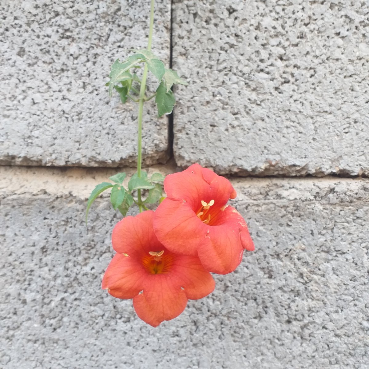 مرات الجيران يشمرون عليك اشياء حلوة🌺🌺