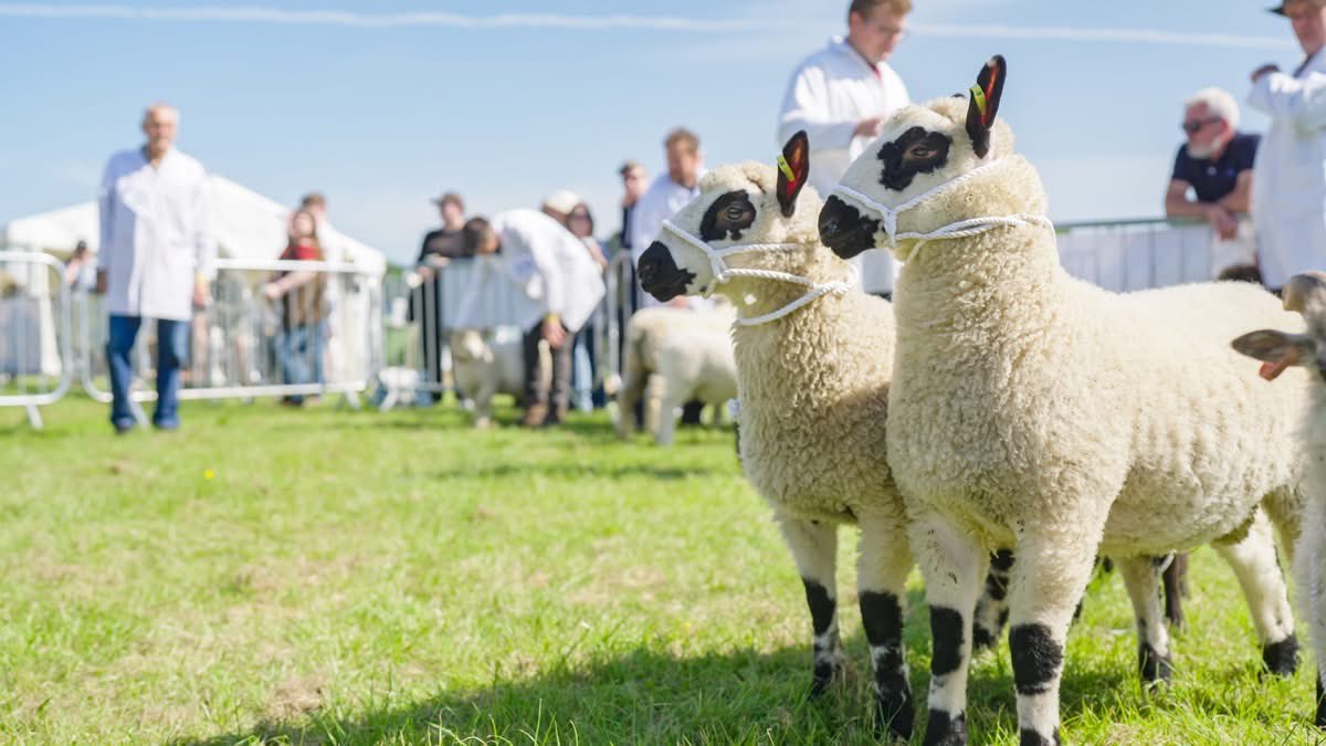 Rutland Showground tweet media