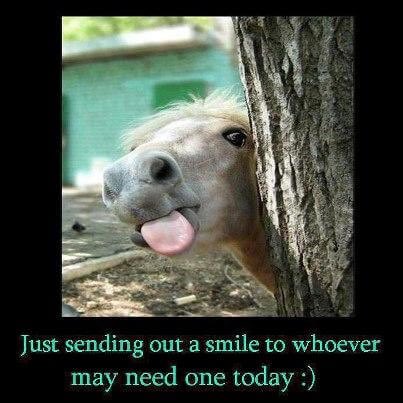 horse tweet media