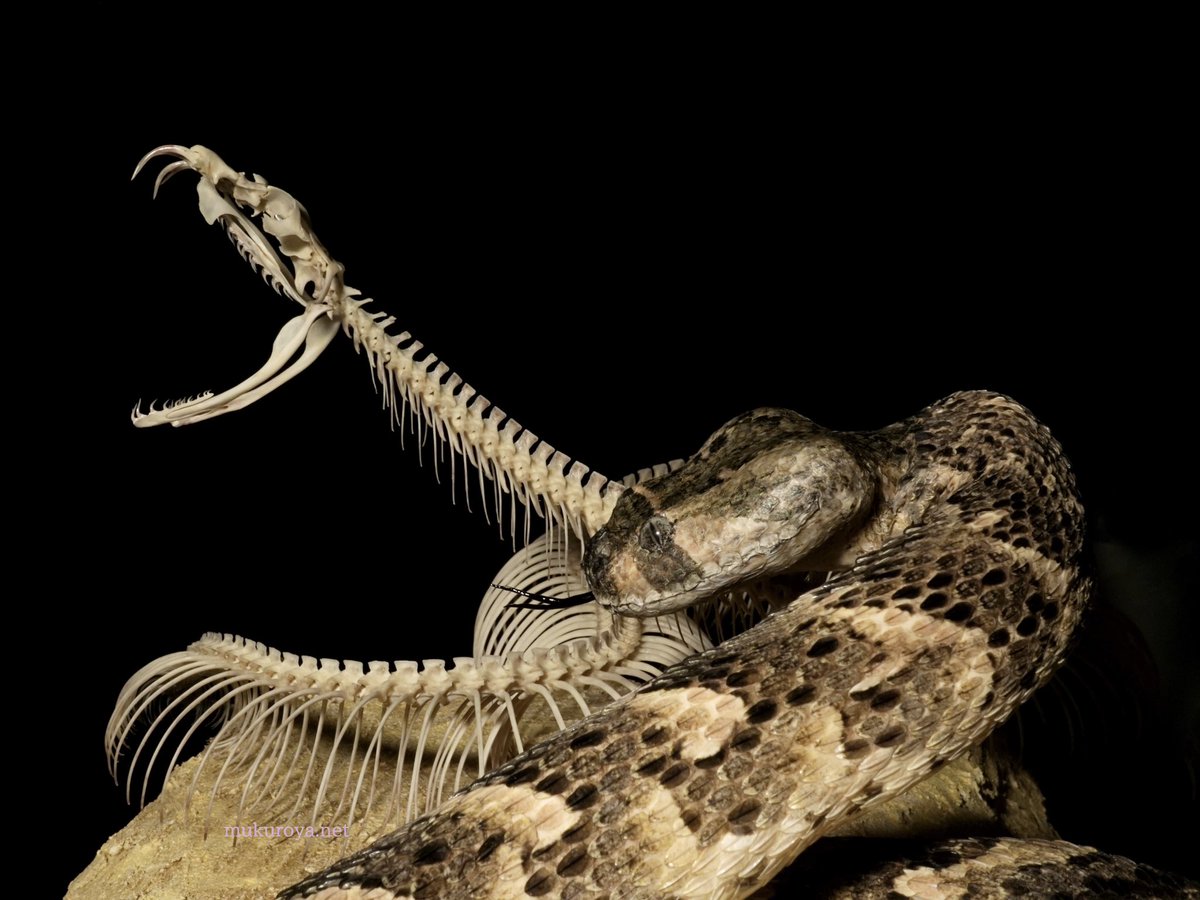 mukuroyahonpo's tweet image. パフアダー 骨格標本 剥製
Bitis arietans
1個体から2つ作りました。
猛毒蛇、パフアダー!🐍
今週末の東京レプタイルズワールドにて展示します。
骸屋本舗のブースはBホール出口横になります🔥