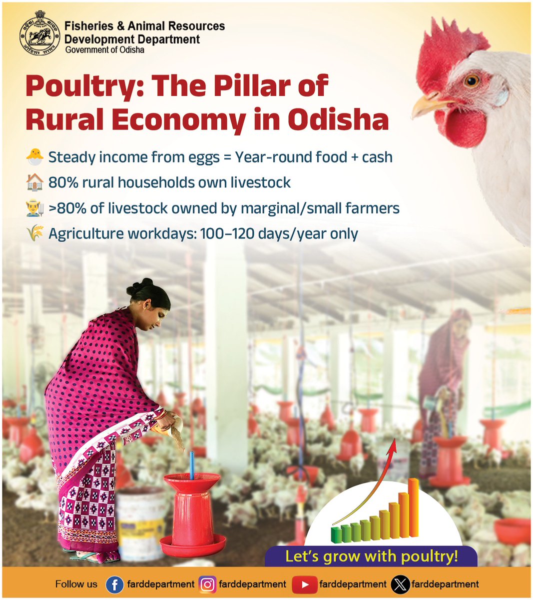 🐔 Layer poultry is bridging the rural employment gap in Odisha!

✔️ Year-round income
✔️ Food + financial security
Let’s grow with poultry!

#PoultryFarming